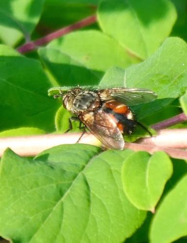 Réf. 344 726 : Peleteria rubescens